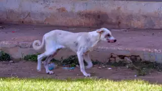 Alerta en Chiná, Campeche por posible caso de gusano barrenador en un perro