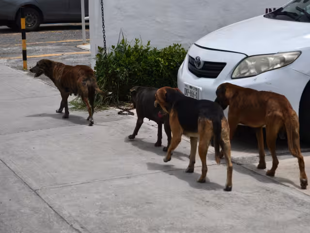 Recomiendan no sacar a pasear a las calles a los caninos