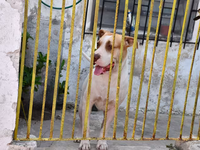 Las denuncias provienen principalmente del municipio de Campeche, y se han cumplido las recomendaciones sin imponer sanciones.