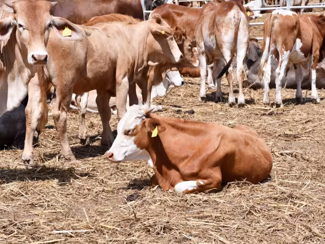 Congreso local reforma ley para castigar a ladrones de ganado