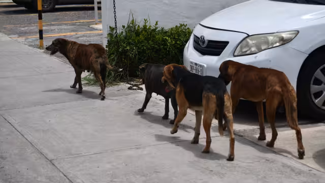 Recomiendan no sacar a pasear a las calles a los caninos