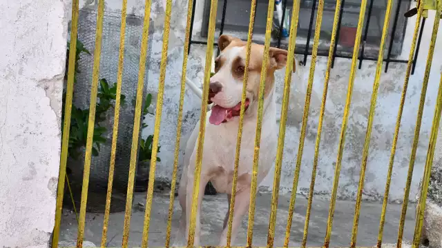 Las denuncias provienen principalmente del municipio de Campeche, y se han cumplido las recomendaciones sin imponer sanciones.