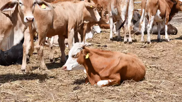 Infestación de mosca Cochliomyia provoca caída del 33% en valor del ganado
