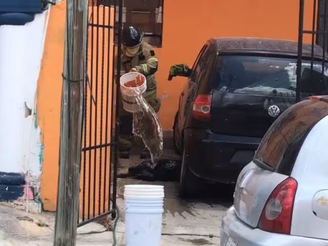 Grave ataque de abejas deja herida a mujer embarazada y a un cachorro rottweiler