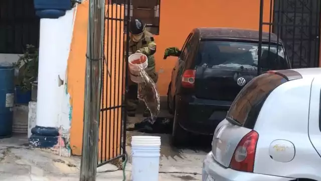 Grave ataque de abejas deja herida a mujer embarazada y a un cachorro rottweiler