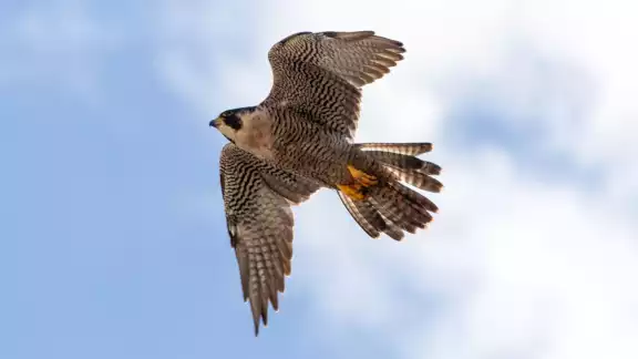 El halcón peregrino se ha adaptado bien a los entornos urbanizados