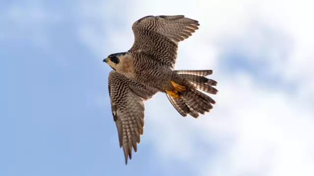 El halcón peregrino se ha adaptado bien a los entornos urbanizados