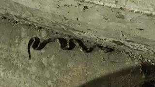 Serpientes al acecho tras lluvias en Campeche 