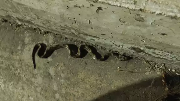 Serpientes sorprende a la ciudadanía