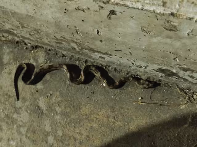 Serpientes sorprende a la ciudadanía