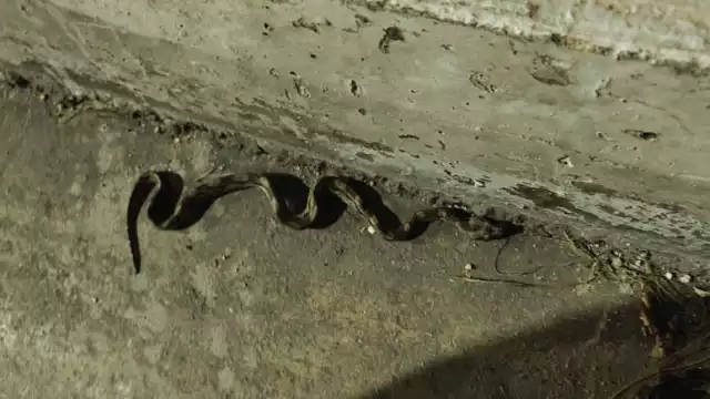 Serpientes sorprende a la ciudadanía