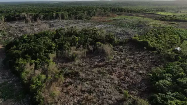 La expansión de esta  comunidad derivó en  la tala inmoderada de  grandes extensiones  de tierra que destinan  a diversos cultivos