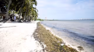 Prevén mayor llegada de sargazo a Quintana Roo en 2025; aumentará un 30%   