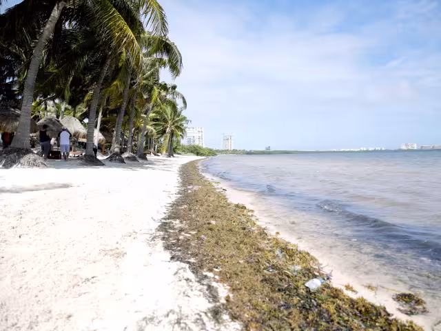 Durante la primavera la talofita  será más notoria