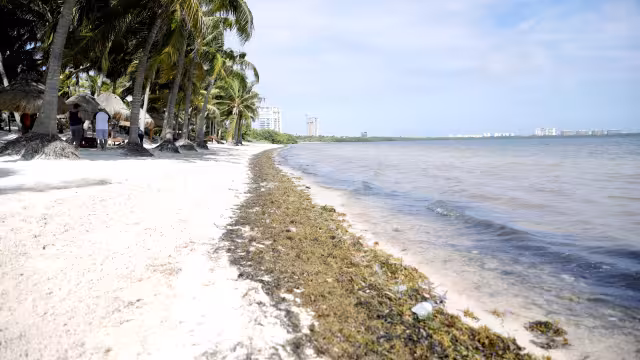 Durante la primavera la talofita  será más notoria