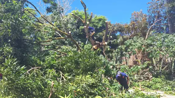 Bomberos y elementos de Protección Civil usaron motosierras para cortar las ramas Bomberos y elementos de Protección Civil usaron motosierras para cortar las ramas