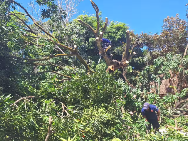 Bomberos y elementos de Protección Civil usaron motosierras para cortar las ramas