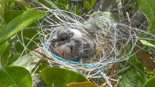 "Es triste ver este tipo de situaciones":  Nido elaborado con un cordel en el manglar de Chuburná causa indignación   