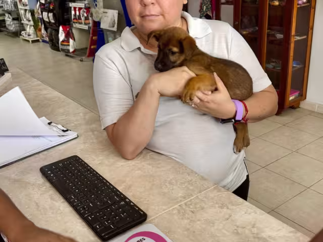 Rescatan a “Campechana” en Campeche tras dos días de búsqueda: víctima de maltrato animal