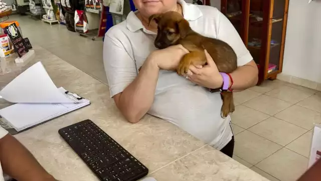 Rescatan a “Campechana” en Campeche tras dos días de búsqueda: víctima de maltrato animal