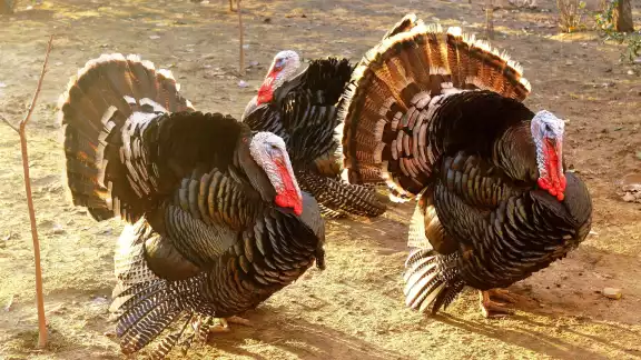 Thanksgiving: ¿Por qué se come pavo el Día de Acción de Gracias? Thanksgiving: ¿Por qué se come pavo el Día de Acción de Gracias?