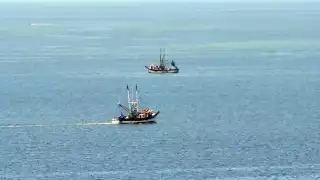 Cae 70% la producción de camarón en Campeche; flota camaronera al borde del colapso