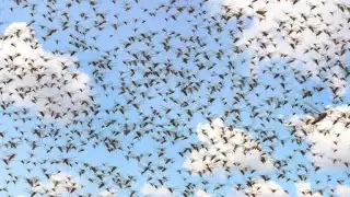 Avistan mangas de langostas en comunidades de Champotón; productores piden apoyo