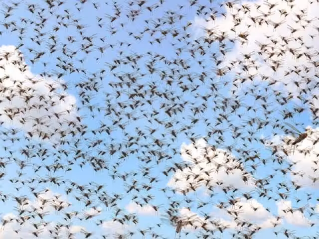 Mangas de saltones fueron avistadas en San Pablo Pixtún y Vicente Guerrero, en el municipio de Champotón.