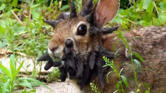 El virus es transmitido a los conejos por parte de artrópodos como las garrapatas y las chinches