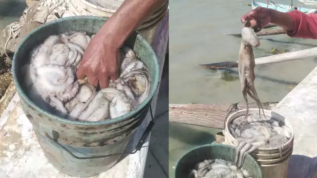 Segundo día de captura de pulpo deja hasta 40 kilos por pescador en Sabancuy, Campeche