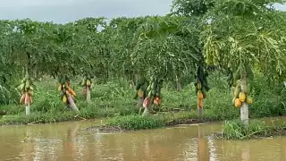 Papayeros de Hopelchén no logran recuperarse de las perdidas que dejaron las lluvias de julio 