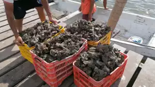 "Nos están orillando a la violencia"; productores de Ciudad del Carmen exigen intervención urgente ante saqueo ilegal de ostión    