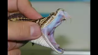  Doce personas mordidas por serpientes en Campeche en lo que va de 2025