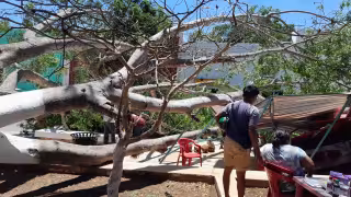 Fuertes vientos derriban árbol sobre puesto de artesanías en Calkiní
