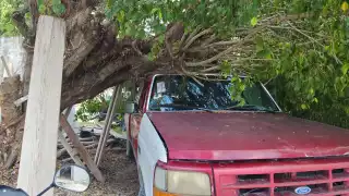¡Se salva de milagro! Árbol cae sobre auto mientras su dueño compraba un refresco en Escárcega