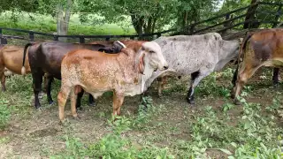 Alertan en Campeche  por presencia del gusano barrenador en Centroamérica