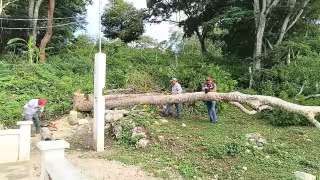 Lluvias reblandecen tierra y provocan caída de árbol en Escárcega