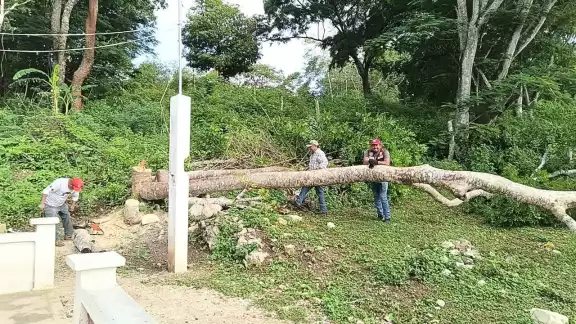 Constantes lluvias provocan caída de árbol en colonia rural
