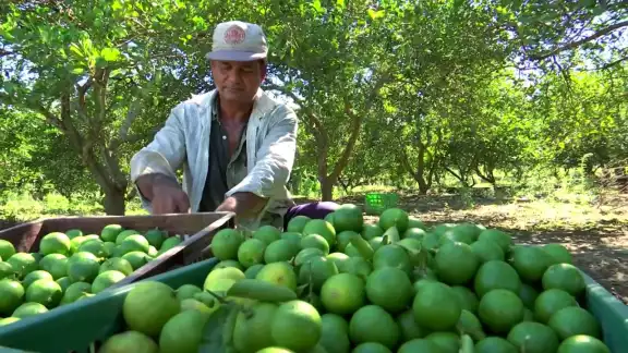 Productores esperan llegar a un acuerdo que favorezca la movilidad de su producto.