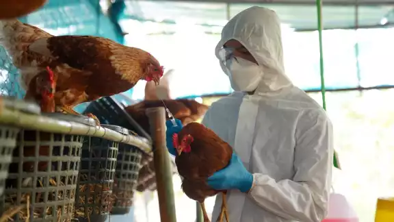 El consumo de carne de pollo o huevo no representa peligro para la gente.