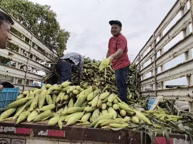 Productores locales de Carmen enfrentan a coyotes y agroindustrias sin respaldo oficial