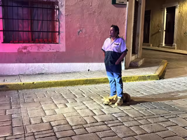 Una perrita en condición de calle fue atropellada en la calle 10 con 61 del Centro Histórico de Campeche.