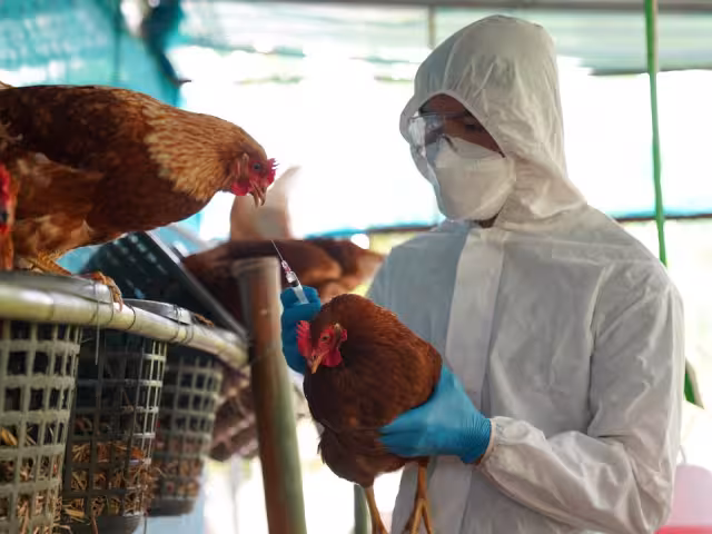 El consumo de carne de pollo o huevo no representa peligro para la gente.