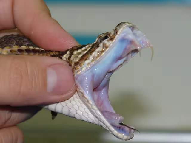 La coralillo o la cascabel están entre las 56 especies más venenosas y con un alto grado de letalidad.