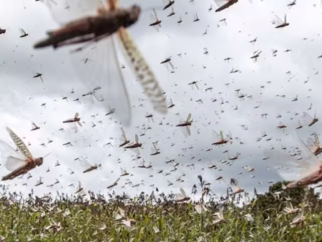 Se detectaron tres mangas de langosta