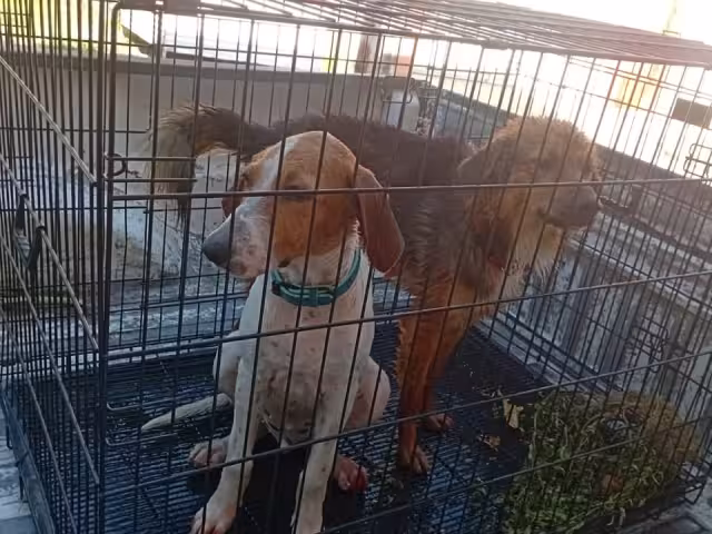 Rescate en Campeche: dos perros cayeron a un pozo, solo uno fue reclamado