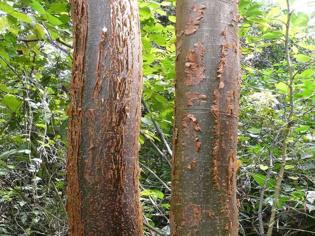 La batalla a muerte entre ambos hermanos dio origen a dos árboles de la selva maya