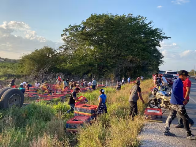Un tráiler cargado con pollos vivos volcó en la carretera Champotón-Campeche