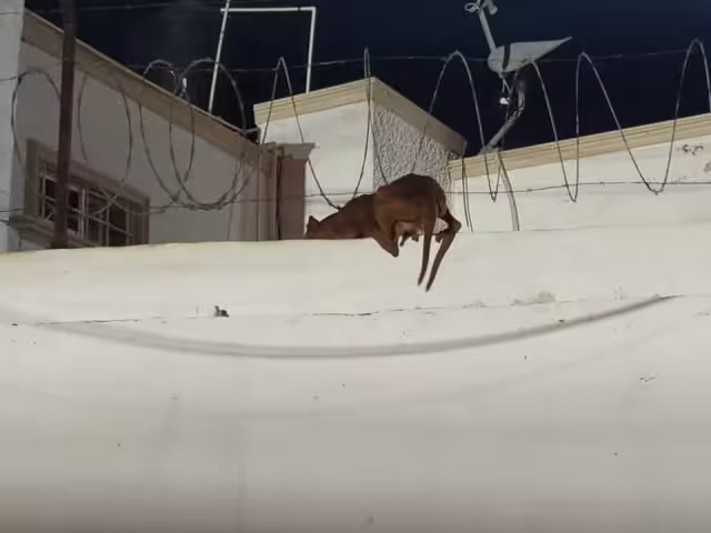 Vecinos alertan maltrato tras rescatar perros en alambres de púas