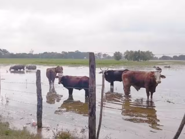 Los ganaderos de Campeche están pendientes de una posible infestación.